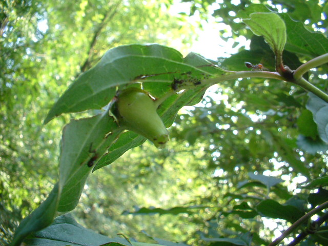 Galla: Craneiobia corni